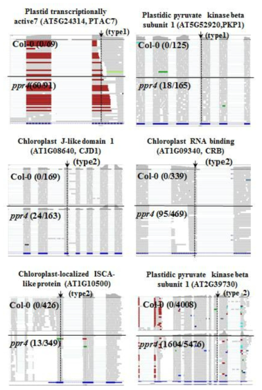 PPR4 돌연변이체의 alternative splicing 양상을 보여주는 RNA-seq data