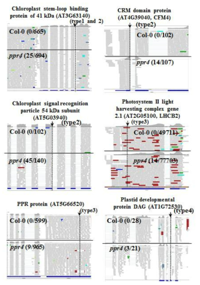 PPR4 돌연변이체의 alternative splicing 양상을 보여주는 RNA-seq data