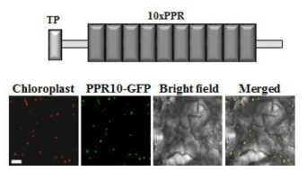 PPR10 단백질의 엽록체 targeting을 확인하는 confocal image