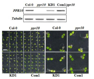 PPR10 돌연변이체 확인 및 생육 지연과 albino 표현형