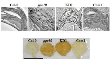 PPR10 돌연변이체의 비정상적인 엽록체 구조 및 활성산소종(ROS) 축척 양상