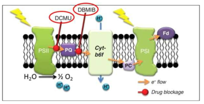 광합성 전자전달 과정 및 광합성 저해제인 DCMU와 DBMIB의 작용 위치
