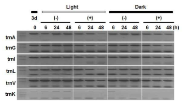 광합성 저해제 DCMU와 DBMIB 처리에 따른 엽록체 tRNA 발현 및 스플라이싱 변화