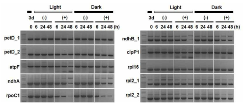 광합성 저해제 DCMU와 DBMIB 처리에 따른 엽록체 mRNA 발현 및 스플라이싱 변화