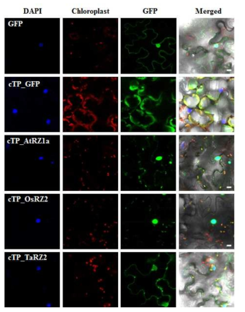 엽록체 transit peptide (TP)를 연결한 TP+RZ-GFP 단백질의 엽록체 targeting을 확인한 confocal 사진