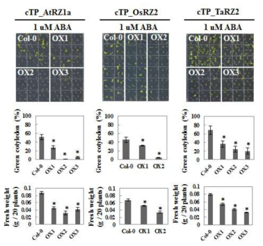 애기장대, 벼, 밀 RZ 단백질을 인위적으로 엽록체로 targeting 시킨 형질전환체의 ABA 반응 표현형