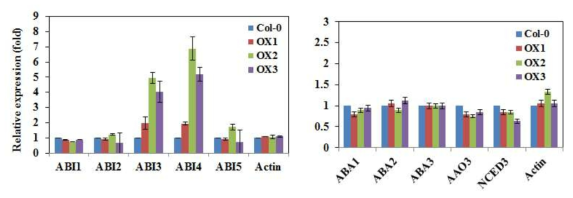 애기장대 AtRZ-1a 단백질을 인위적으로 엽록체로 targeting 시킨 형질전환체의 ABA 생합성 및 신호전달 관련 유전자 발현 양상