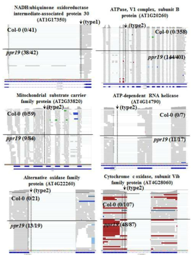 PPR19 돌연변이체의 alternative splicing 양상을 보여주는 RNA-seq data