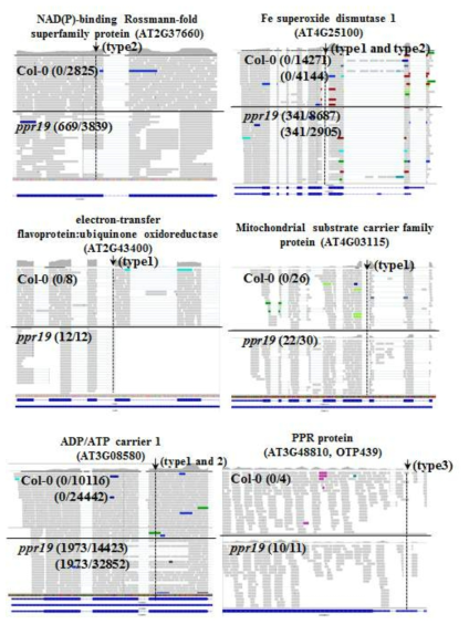 PPR19 돌연변이체의 alternative splicing 양상을 보여주는 RNA-seq data