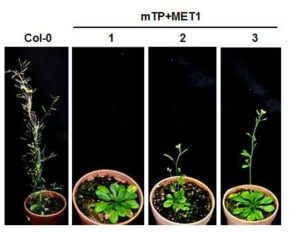MET1 유전자를 인위적으로 미토콘드리아로 targeting 시킨 형질전환체의 생육 특성