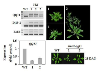 QQT1 knockdown 정도와 표현형 상관관계 및 돌연변이체의 비정상적인 생육 및 발달 표현형