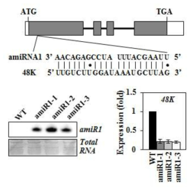 U11/U12-48K knockdown 돌연변이체에서 amiRNA 발현 및 target U11/U12-48K RNA 발현 저해