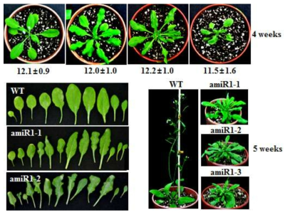 U11/U12-48K 유전자 발현이 억제된 artificial miRNA knockdown mutant의 식물 발달 저해 표현형