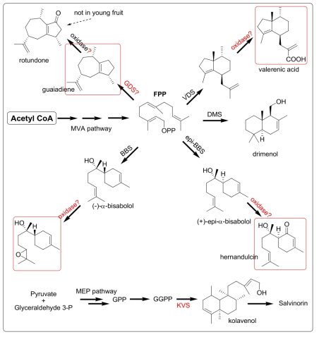 Biosynthetic pathway of the target terpenes of interest. Biocomponents to be identified in this study are marked in red