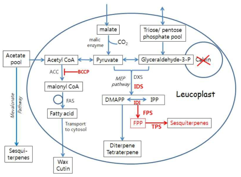 Sesquiterpene production strategy by leucoplast in the engineered epidermal cell. Enzymes to be introduced or overexpressed and the resulting products are marked in red