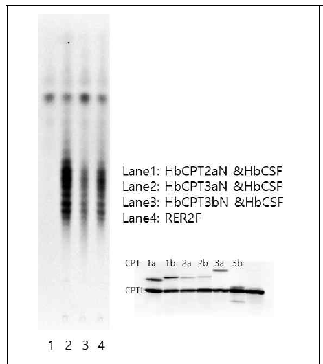 Rubber tree CPTs products and western blot