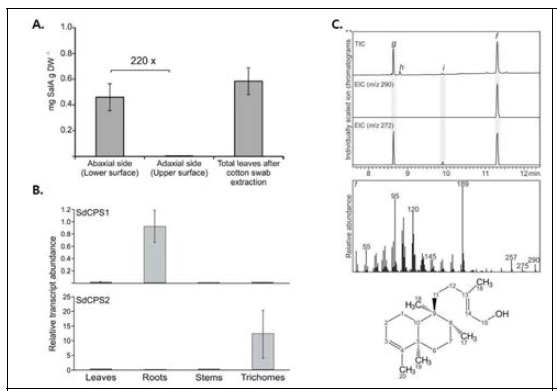 Salvinorin A metabolites, transcriptome and in vitro SdCPS2 product