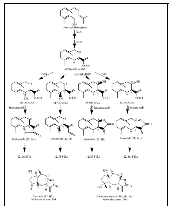 GAA-derrived STL biosynthetic pathway