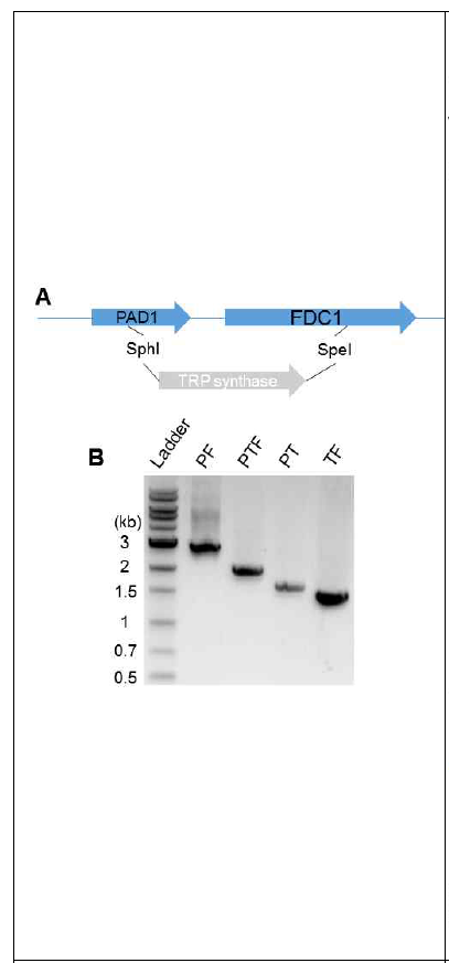 A, Scheme of disruption mutant model. B, Agarose gel image, PF, wild type of PAD1 to FDC1 and mutant strain of PTF, PAD1 to FDC1; PT, PAD1 to TRP; TF, TRP to FDC1