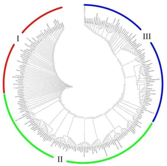 배 유전자원의 SNP 10,186개를 이용한 phylogenetic tree