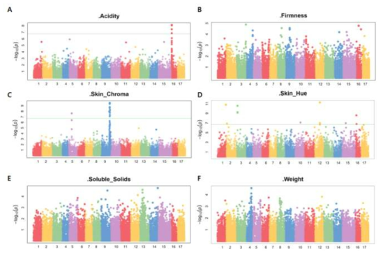 2년차 GWAS 분석 가능한 대상에 대한 각 형질 별 GWAS 결과인 Manhattan plot: (A) 산도; (B) 경도; (C) 과피 Chroma; (D) 과피 Hue; (E) 당도; (F) 무게