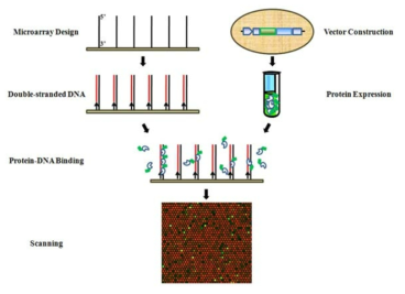 단백질 결합 마이크로어레이 방법