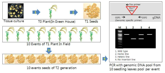 homologous 확인을 위한 PCR 방법