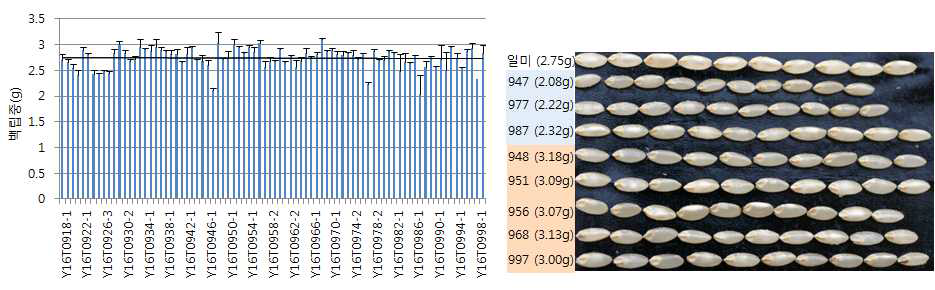 약 50개 단일유전자변이체의 백립중, 10%이상 증가하거나 감소한 계통의 종자