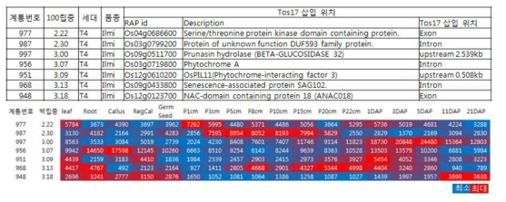 Tos17이 삽입 된 유전자의 조직별 발현 확인 (벼의 조직별 발현 마이크로어레이 이용)