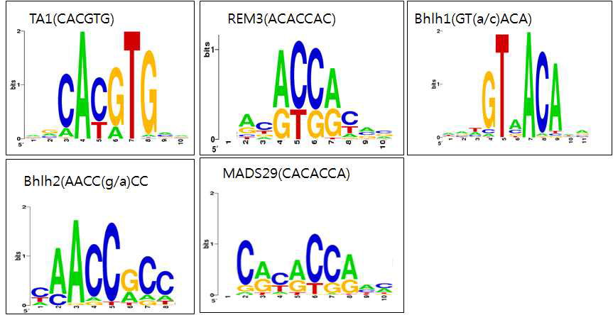 단백질결합마이크로어레이를 이용한 전사인자들의 DNA 결합 motif