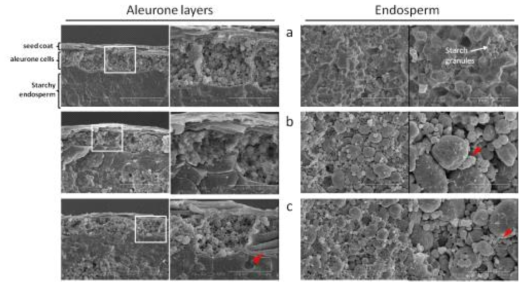 종자단면 SEM 분석. 종자 단면의 호분층과 배유를 관찰한 결과, GPGb-RNAi 종자(b, c) 호분층 세포에서는 비형질전환벼종자(a)에서 보이는 세포내 물질이 눈에 띄게 감소한 것을 관찰함. 그리고, 배유에서 발견되는 녹말입자의 모양이 형질전환체에서는 결정성 없이 둥근 구형으로 존재하는 것을 관찰함