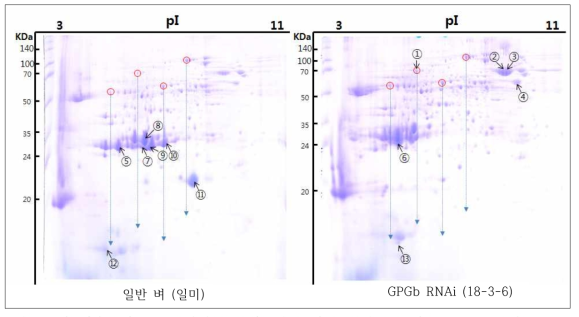 벼 성숙종자 2D 전기영동 분석. 일반 벼와 형질전환 벼(GPGbRNAi)의 100mg 동량의 종자에서 단백질을 분리하여 2D 분석수행. 일반 벼의 단백질 양상과 비교하여 형질전환 벼에서 뚜렷이 함량 변화가 관찰된 단백질 spot 1, 2, 3, 4, 5, 6, 7, 8, 9, 10, 11, 12, 13 선별. red circle: 일반 벼와 형질전환 벼의 동일한 spot (기준점), arrow line: 기준선