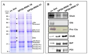 GPGb-RNAi 형질전환 벼 종자에서 저장단백질 발현 분석. SDS-PAGE (A) 및 Western blot (B)에 의한 일미와 GPGb-RNAi 형질전환 벼 종자의 저장단백질들의 발현량 비교 분석