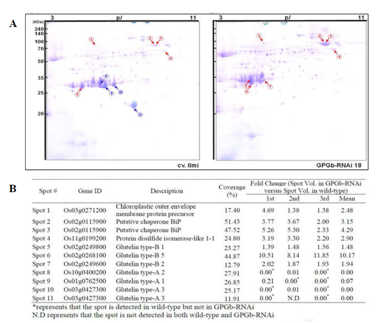 GPGb-RNAi 형질전환 벼 종자에서 발현량 변화를 나타내는 저장단백질 동정. (A) 2-DGE에 의한 일미와 GPGb-RNAi 형질전환 벼 종자에서 발현량 차이를 나타내는 단백질 spot 선별. (B) 선별된 spot의 MS/MS peptide spectra 분석에 의한 단백질 동정