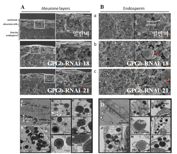 현미경을 이용한 GPGb-RNAi 형질전환 벼 종자의 미세 표현형 분석. 일반벼와 GPGb-RNAi 형질전환 벼 종자의 호분층 (A)과 배유 (B)의 단면 SEM 분석. TEM을 이 용한 일반벼 (C: a-h)와 GPGb-RNAi 형질전환 벼 (D: i-p) 종자 호분층내 세포 소기관 분석