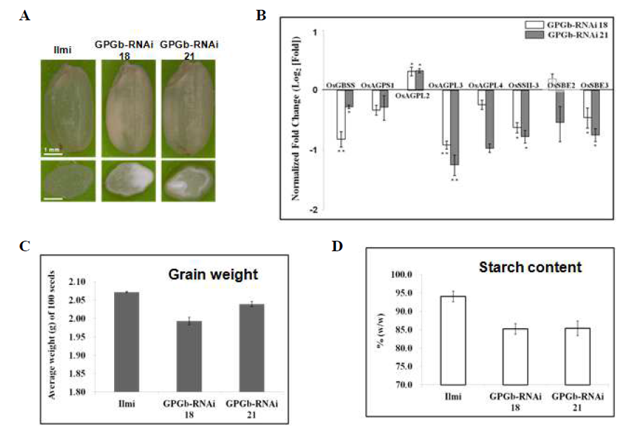 GPGb-RNAi 형질전환 벼 종자 특성 분석. (A) 형질전환 벼 종자 단면 표현형 분석. (B) 전분 생합성 관련 유전자의 발현량 분석. (C) 형질전환 벼 종자 100립 평균 무게 분석. (D) 형질전환 벼 종자 내 전분함량 분석