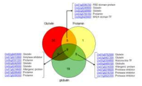 벼 종자 저장단백질 glutelin, prolamin, globulin 각각의 유전자들과 상호 연계된 유전자들의 Venn Diagram 분석