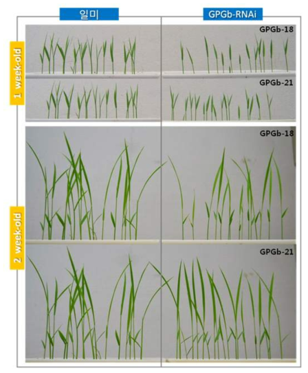 GPGb-RNAi 형질전환벼 유묘상태의 표현형 분석