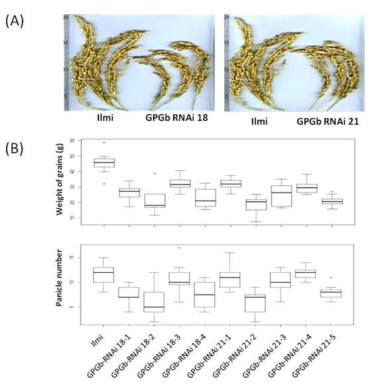 GPGb-RNAi 형질전환벼의 종자 표현형 분석