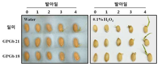 0.1%H2O2 처리에 의한 발아 지연의 회복