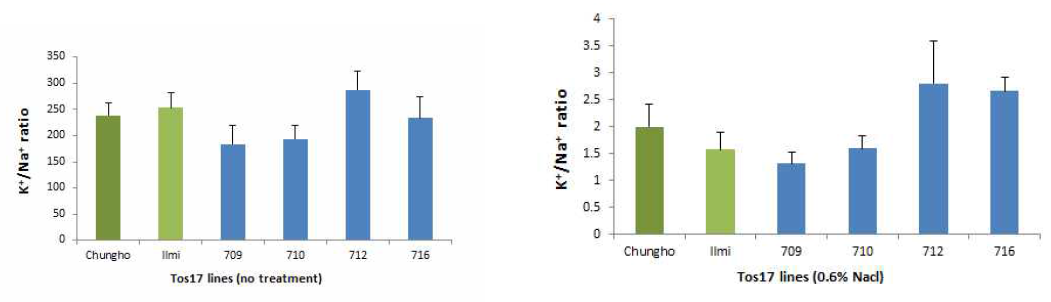 염 처리 벼 유묘에서 K+/Na+ ratio 분석을 통해 선발된 tos17 라인