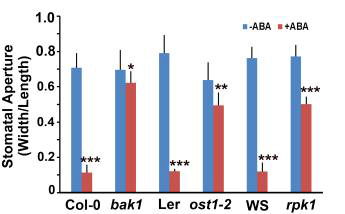ABA-responsiveness of bak1 in stomatal movement compared with that of ost1 and rpk1 and their corresponding wild types