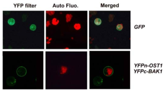 BiFC analysis showing BAK1 and OST1 interact directly near the plasma membrane