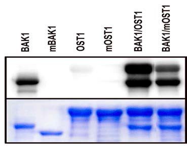 OST1 is phosphorylated by BAK1