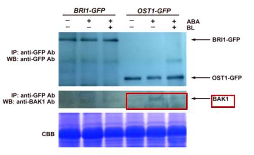 BAK1 interacts with OST1 directly and ABA promotes their interaction In vivo interaction