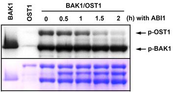 Addition of the ABI1 caused dephosphorylation of OST1