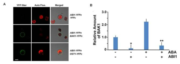 BAK1 interacts with ABI1. A. BAK1 interacts with ABI1 as well as with OST1 determined by BiFC analyses. B. ABI1 prevents the BAK1 from binding to OST1