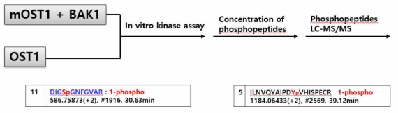 Flow chart for phosphosite mapping of the OST1 by BAK1 and two putative sites identified