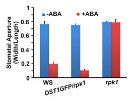 ABA insensitivity of the rpk1 was completely rescued by the overexpression of OST1