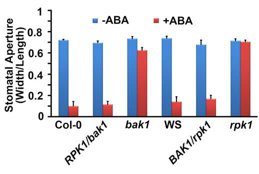 RPK1 and BAK1 mutually complemented the defective ABA-induced stomatal closure phenotypes of bak1 and rpk1, respectively